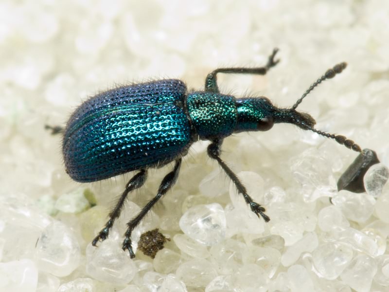 Haplorhynchites caeruleus (De Geer, 1775)